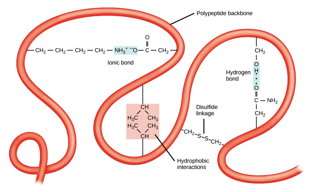 Protein stabilization bonds